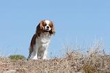 CAVALIER KING CHARLES 068